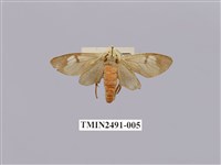 藏品(閃光玻燈蛾)的圖片